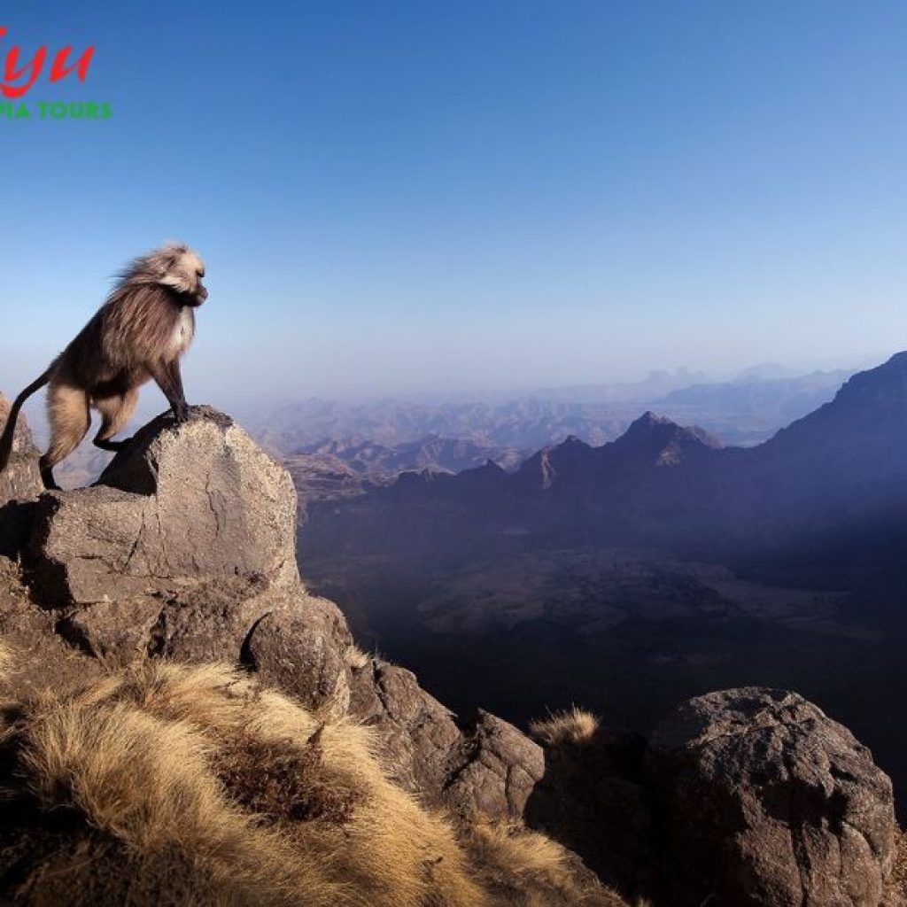 Explore Ethiopia: Trusted Local Travel Experts for Memorable Journeys