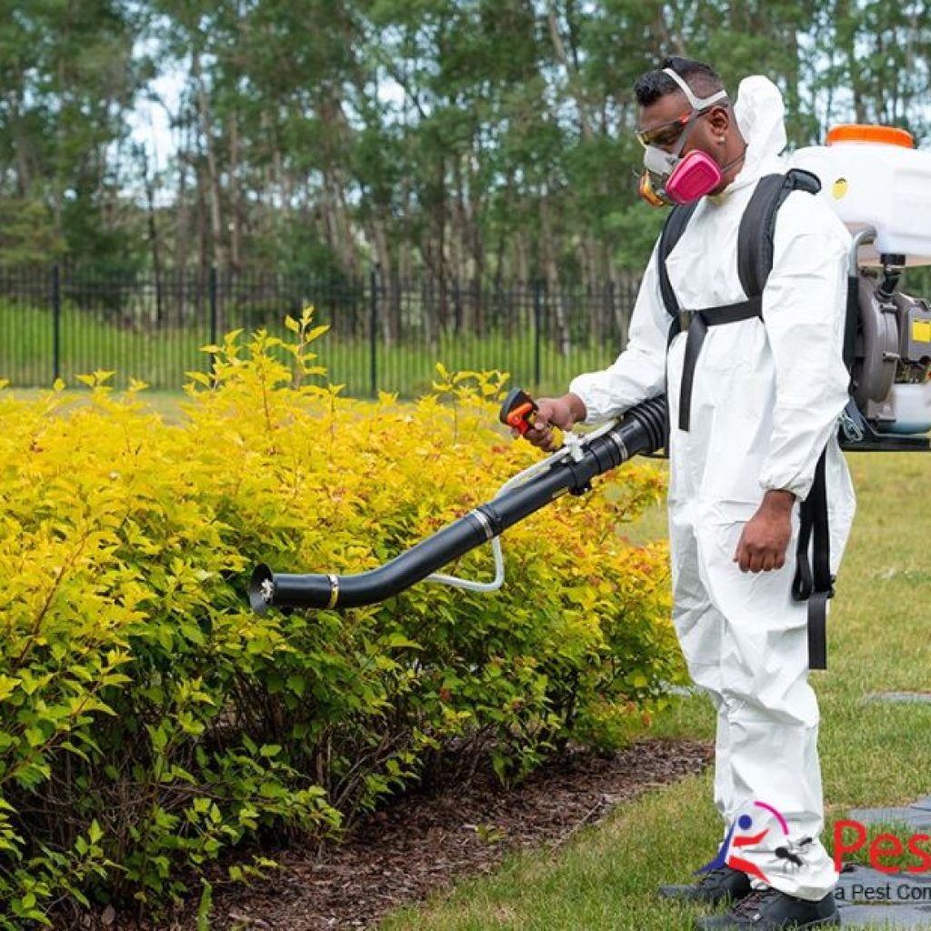 Effective Pest Management in Calgary for Homes and Businesses Effective Pest Management in Calgary for Homes and Businesses