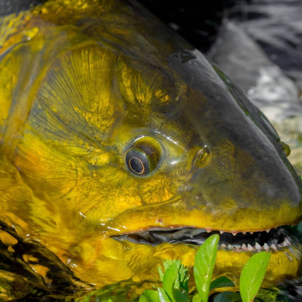 Chasing Bonefish: Expert Fly Fishing Journeys in Tropical Waters