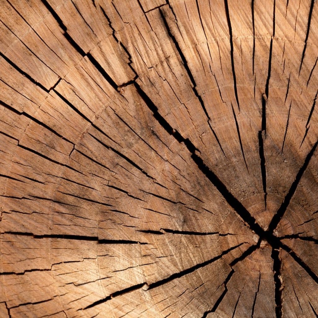 Reliable Arborist Solutions in Placerville for Safe Tree Care