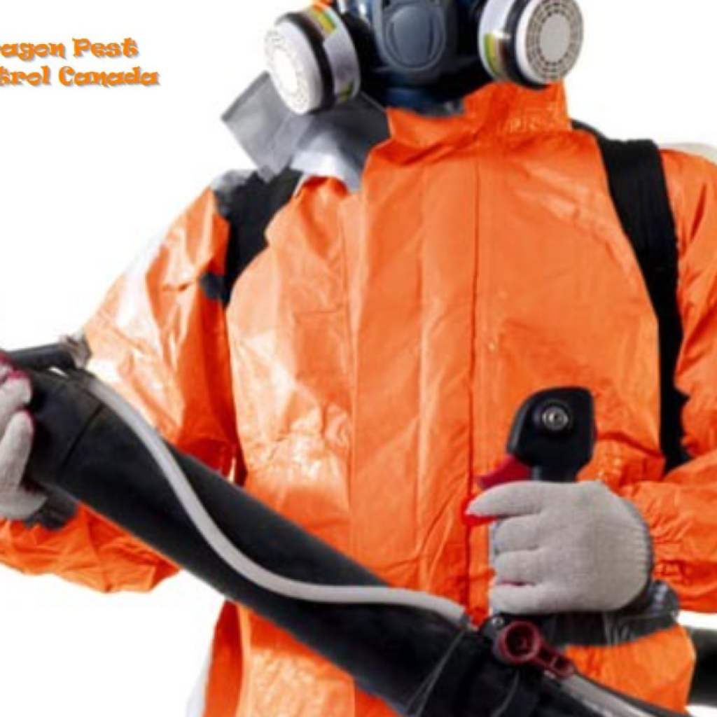 Professional Wasp Nest Removal in Edmonton – Safe, Fast, Local Experts Professional Wasp Nest Removal in Edmonton – Safe, Fast, Local Experts