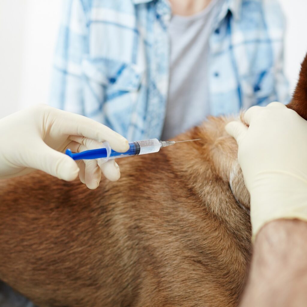 A Peaceful Goodbye at Home for Your Pet in Calgary A Peaceful Goodbye at Home for Your Pet in Calgary