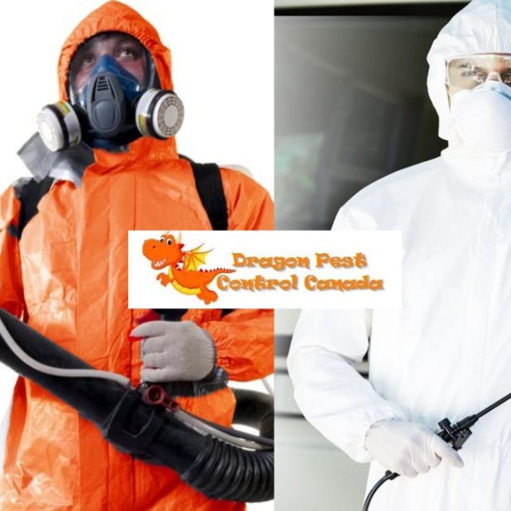 Effective Spider Control in Edmonton: Safe, Local Pest Experts Effective Spider Control in Edmonton: Safe, Local Pest Experts