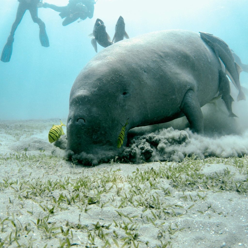 A Luxury Red Sea Voyage: Unforgettable Shores and Coral Secrets