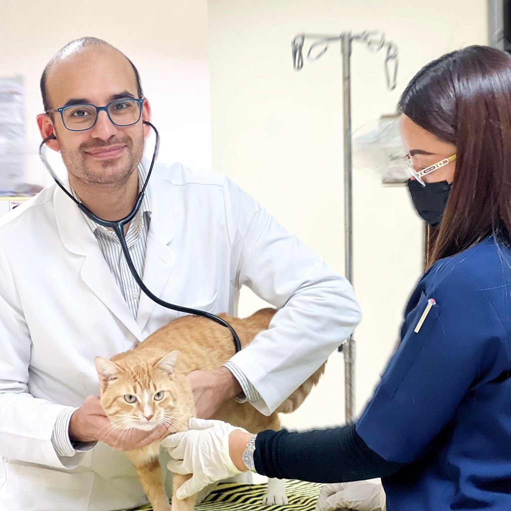 Urgent pet care in Qatar: trusted 24/7 veterinary support Urgent pet care in Qatar: trusted 24/7 veterinary support