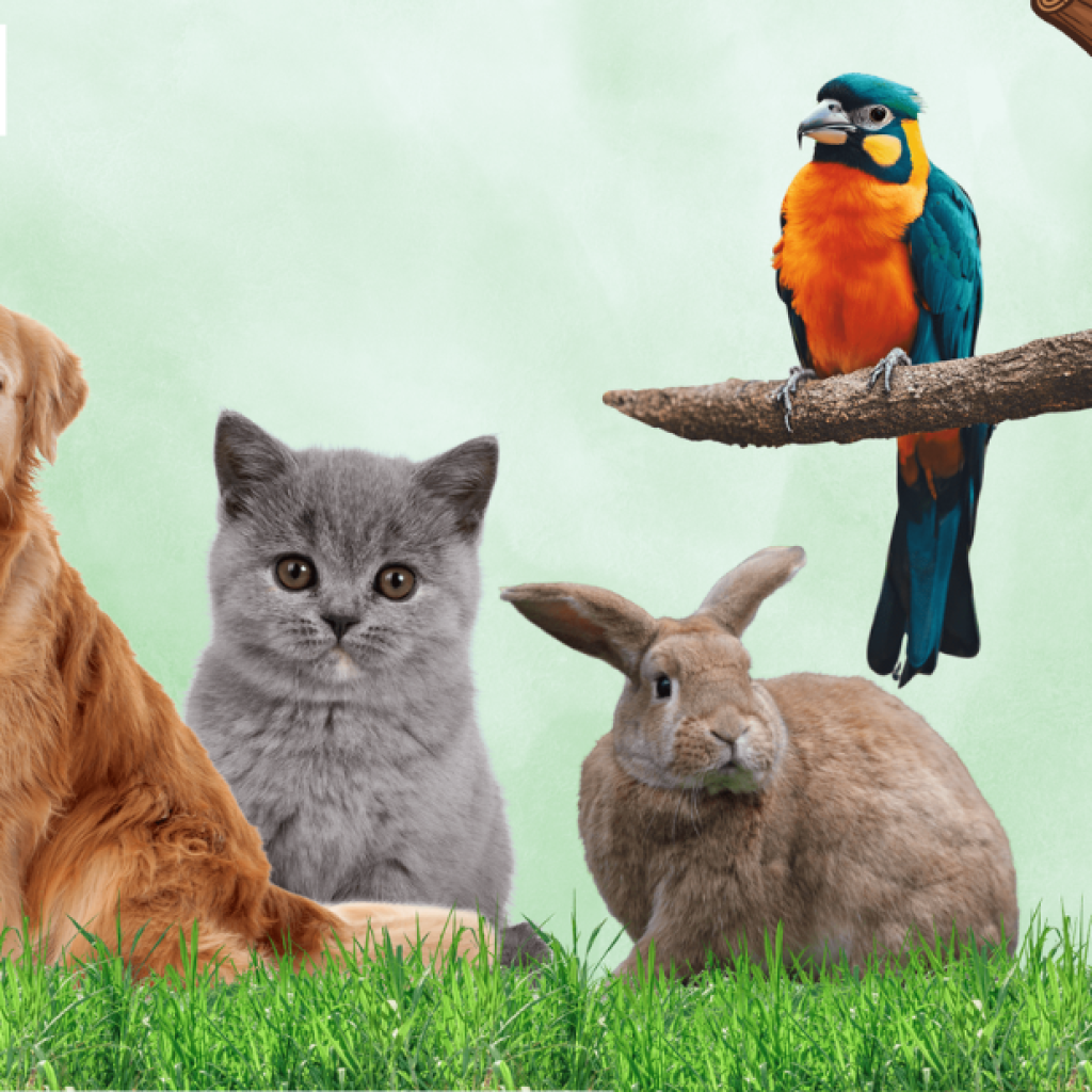 Trusted Veterinary Care for Your Pets in Qatar Trusted Veterinary Care for Your Pets in Qatar