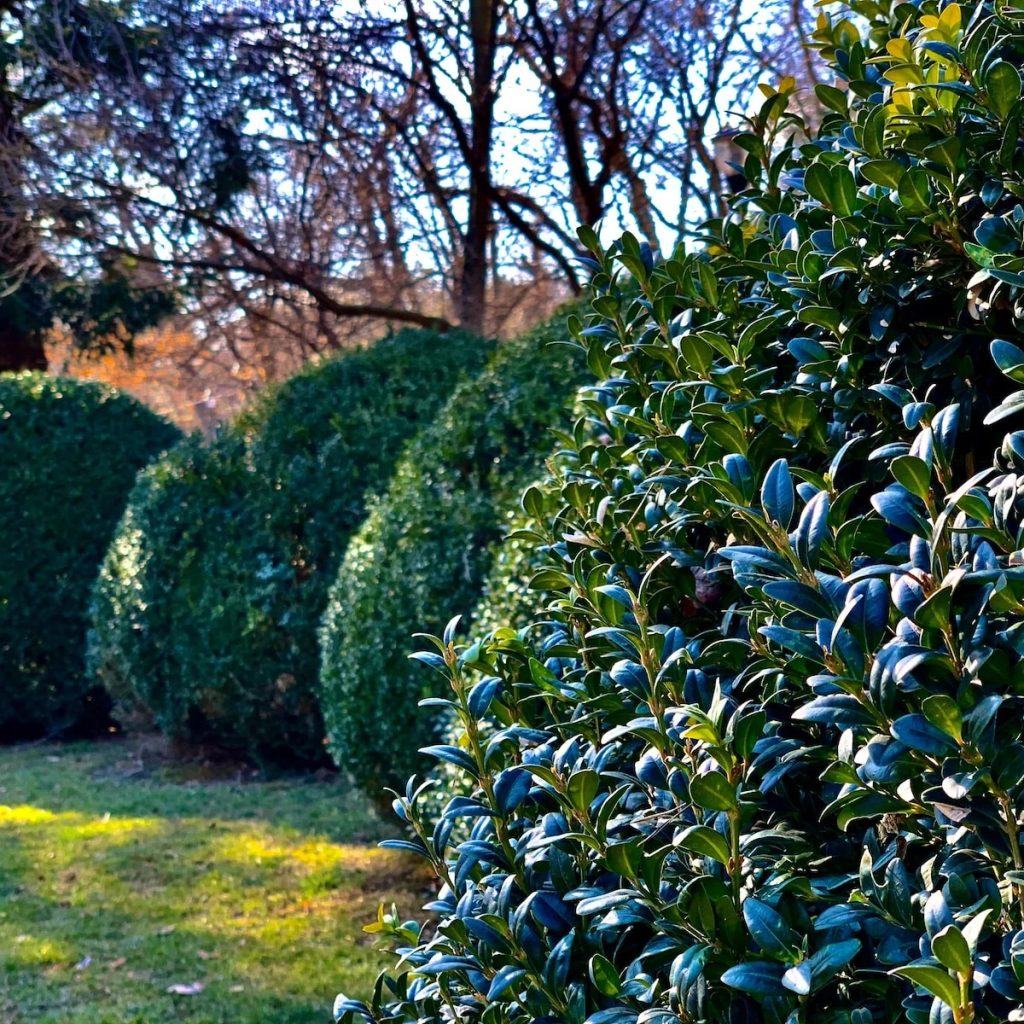 Expert Hedge Care in Morden: Trimming, Pruning and Shaping