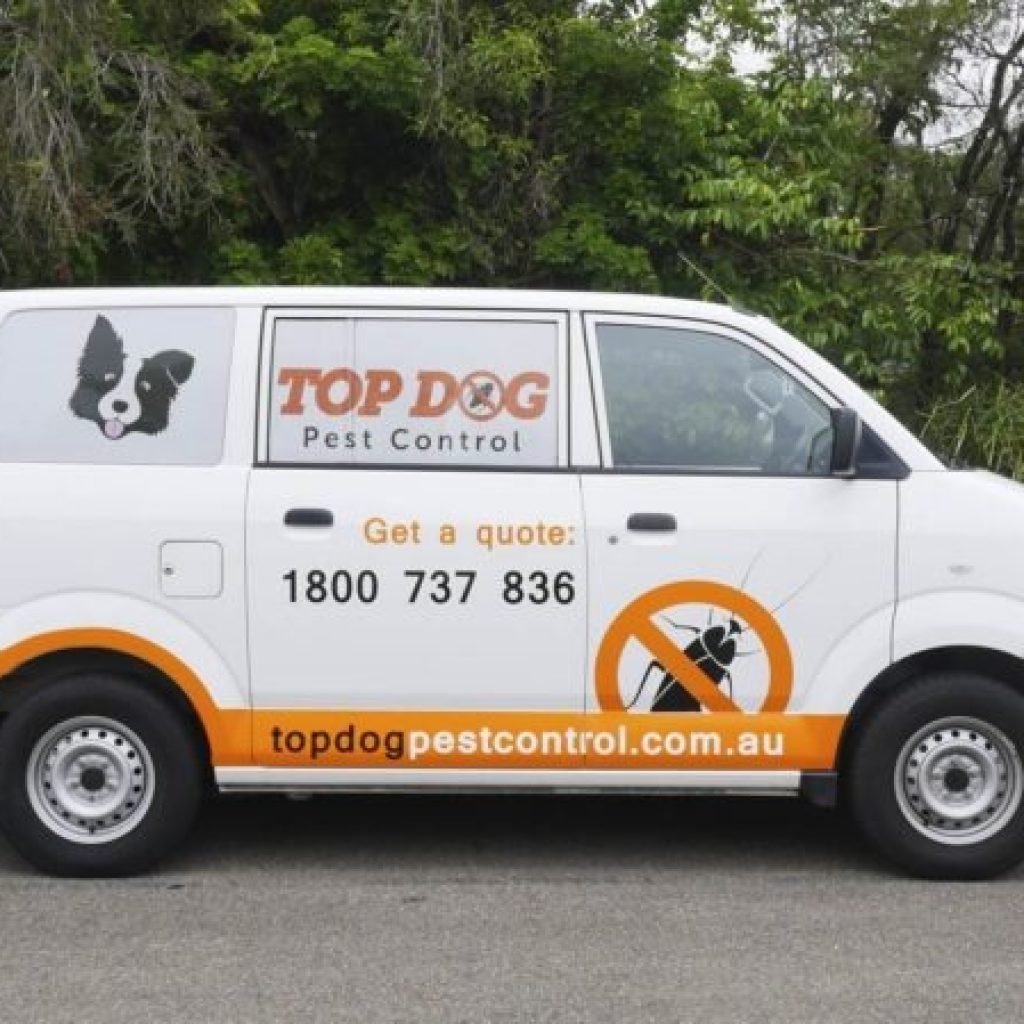 Reliable Pest Control Solutions for the Gold Coast Home