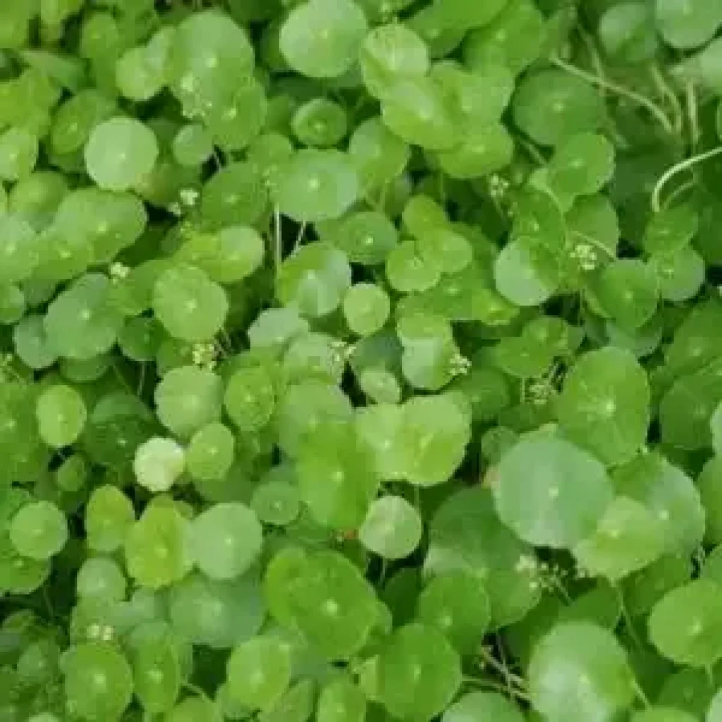 Transform Your Aquarium with Stunning Freshwater Plants Transform Your Aquarium with Stunning Freshwater Plants
