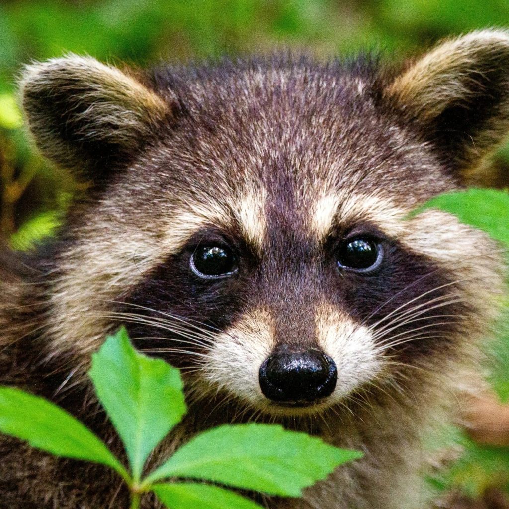 Expert Wildlife Removal & Prevention in Wantage, NJ