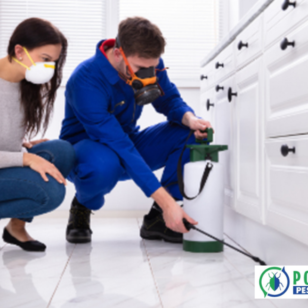 Reliable Pest Control Experts in Calgary for Your Home Reliable Pest Control Experts in Calgary for Your Home