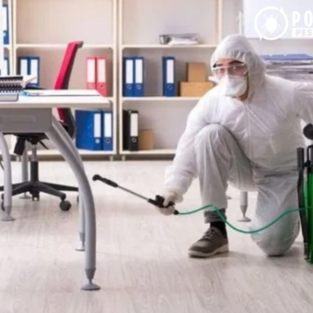 Expert Rodent Control in Calgary fast and discreet Expert Rodent Control in Calgary fast and discreet