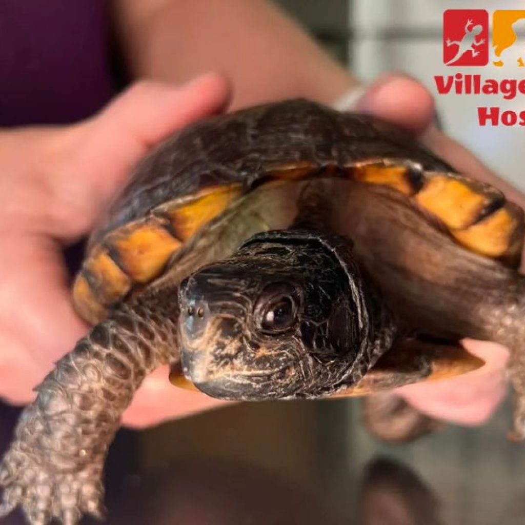 Compassionate veterinary care for your cherished pets