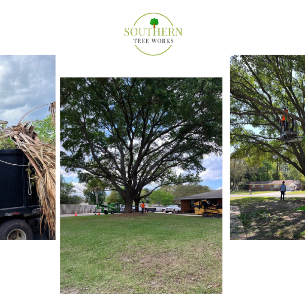 Expert Tree Care for Your Dothan Yard Expert Tree Care for Your Dothan Yard