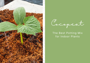 Cocopeat Soil for Plants | Best Plant Products Online