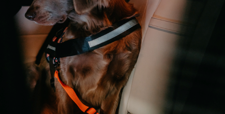 For your dog’s safety and comfort, there are seat belts and muzzles for any situation. For your dog’s safety and comfort, there are seat belts and muzzles for any situation.