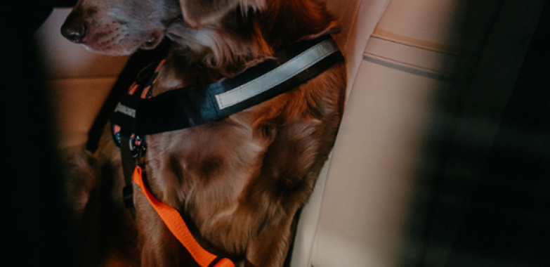 For your dog’s safety and comfort, there are seat belts and muzzles for any situation. For your dog’s safety and comfort, there are seat belts and muzzles for any situation.
