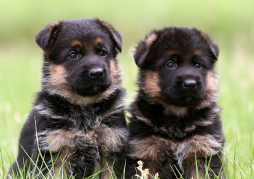 Adult German Shepherds for Sale | Well-Trained & Ready to Join Your Family