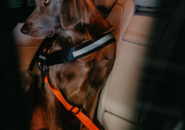 For your dog’s safety and comfort, there are seat belts and muzzles for any situation.
