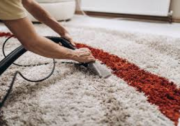 Pet Stain Removal Services in London – Safe, Fast, and Effective