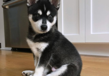 Alaskan Husky Puppies for Sale Beautiful and Loyal Companions Await