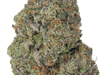 Vice City Weed Strain | Diamondreleafrx.com